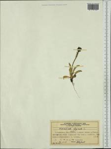 Hieracium alpinum L., Western Europe (EUR) (Norway)