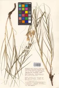 Gelasia ensifolia (M. Bieb.) Zaika, Sukhor. & N. Kilian, Eastern Europe, Lower Volga region (E9) (Russia)