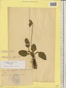 Primula veris L., Eastern Europe, Estonia (E2c) (Estonia)