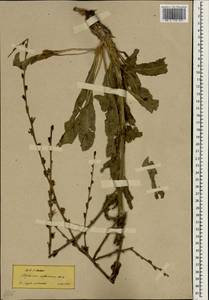 Asyneuma virgatum subsp. cichoriiforme (Boiss.) Damboldt, South Asia, South Asia (Asia outside ex-Soviet states and Mongolia) (ASIA) (Turkey)