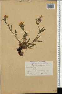 Cerastium purpurascens, Caucasus, Armenia (K5) (Armenia)