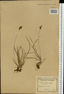 Carex caryophyllea Latourr., Eastern Europe, South Ukrainian region (E12) (Ukraine)