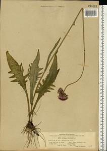 Cirsium rivulare (Jacq.) All., Eastern Europe, North Ukrainian region (E11) (Ukraine)