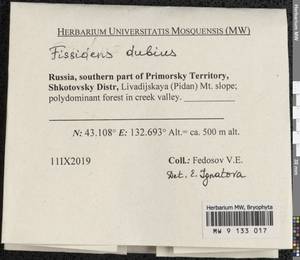 Fissidens dubius P. Beauv., Bryophytes, Bryophytes - Russian Far East (excl. Chukotka & Kamchatka) (B20) (Russia)