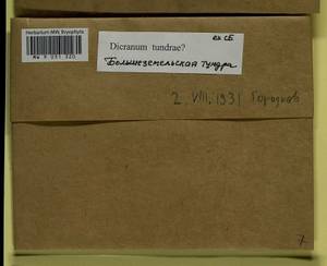 Dicranum elongatum Schleich. ex Schwägr., Bryophytes, Bryophytes - European North East (B7) (Russia)