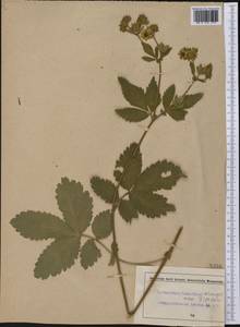 Drymocallis glandulosa subsp. glandulosa, America (AMER) (Not classified)