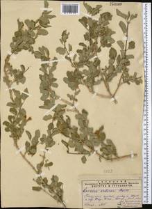 Lonicera nummulariifolia Jaub. & Spach, Middle Asia, Pamir & Pamiro-Alai (M2)