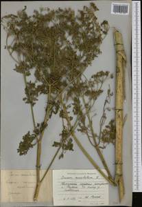 Conium maculatum L., Western Europe (EUR) (Bulgaria)