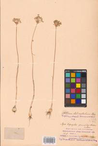 Allium delicatulum Siev. ex Schult. & Schult.f., Eastern Europe, Middle Volga region (E8) (Russia)
