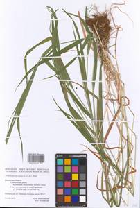 Arrhenatherum elatius (L.) P.Beauv. ex J.Presl & C.Presl, Eastern Europe, Central region (E4) (Russia)