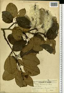 Populus suaveolens subsp. maximowiczii (A. Henry) Tatew., Siberia, Russian Far East (S6) (Russia)