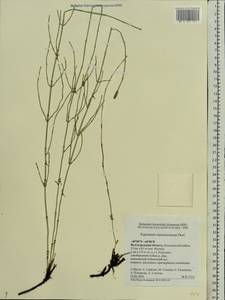 Equisetum ramosissimum Desf., Eastern Europe, Lower Volga region (E9) (Russia)