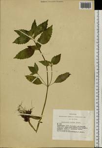 Galeopsis bifida Boenn., Siberia, Altai & Sayany Mountains (S2) (Russia)