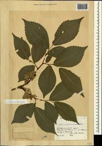 Ulmus glabra, Caucasus, Stavropol Krai, Karachay-Cherkessia & Kabardino-Balkaria (K1b) (Russia)