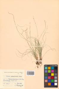 Carex ussuriensis Kom., Siberia, Russian Far East (S6) (Russia)
