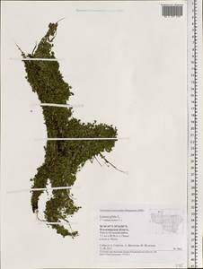 Lemna gibba L., Eastern Europe, Central region (E4) (Russia)