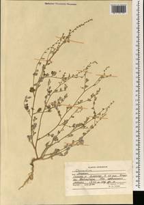 Chenopodium, South Asia, South Asia (Asia outside ex-Soviet states and Mongolia) (ASIA) (Afghanistan)