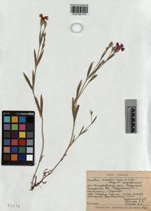 KUZ 004 415, Dianthus chinensis, Siberia, Altai & Sayany Mountains (S2) (Russia)