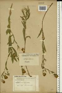 Centaurea trichocephala M. Bieb. ex Willd., Eastern Europe, Lower Volga region (E9) (Russia)