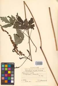 Actaea simplex (DC.) Wormsk. ex Fisch. & C. A. Mey., Siberia, Russian Far East (S6) (Russia)