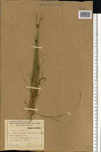 Carex dioica L., Eastern Europe, Volga-Kama region (E7) (Russia)