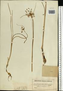 Allium oleraceum L., Eastern Europe, Moscow region (E4a) (Russia)