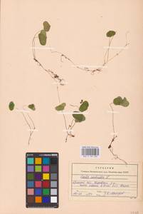 Oxalis acetosella L., Eastern Europe, Western region (E3) (Russia)