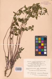 MHA 0 155 498, Scutellaria supina L., Eastern Europe, Eastern region (E10) (Russia)