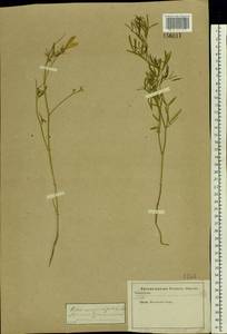 Astragalus arenarius L., Eastern Europe, Moscow region (E4a) (Russia)