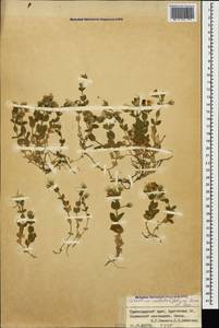 Cerastium undulatifolium Somm. & Levier, Caucasus, Krasnodar Krai & Adygea (K1a) (Russia)