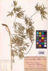 Cenolophium fischeri (Spreng.) W. D. J. Koch, Eastern Europe, Middle Volga region (E8) (Russia)