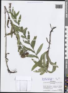 Pentanema salicinum (L.) D. Gut. Larr., Santos-Vicente, Anderb., E. Rico & M. M. Mart. Ort., Eastern Europe, Lower Volga region (E9) (Russia)