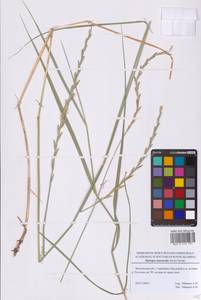 Thinopyrum intermedium (Host) Barkworth & D.R.Dewey, Eastern Europe, Moscow region (E4a) (Russia)