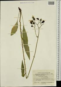 Hieracium subarctoum Norrl., Eastern Europe, Northern region (E1) (Russia)