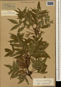 Fraxinus angustifolia Vahl, Crimea (KRYM) (Russia)
