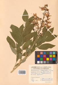 Dictamnus dasycarpus Turcz., Siberia, Russian Far East (S6) (Russia)