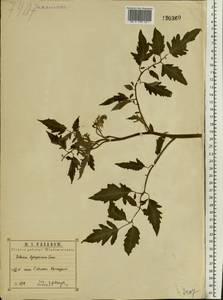 Solanum lycopersicum L., Eastern Europe, Central region (E4) (Russia)
