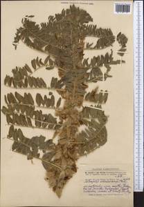 Astragalus sieversianus Pall., Middle Asia, Dzungarian Alatau & Tarbagatai (M5) (Kazakhstan)
