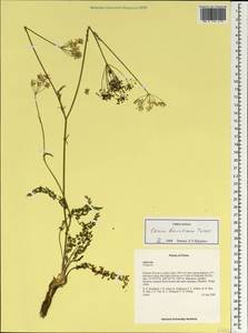 Carum buriaticum Turcz., South Asia, South Asia (Asia outside ex-Soviet states and Mongolia) (ASIA) (China)