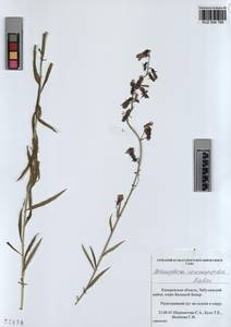 KUZ 004 789, Adenophora gmelinii subsp. gmelinii, Siberia, Altai & Sayany Mountains (S2) (Russia)