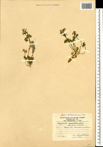 Corydalis alpestris C. A. Mey., Caucasus, South Ossetia (K4b) (South Ossetia)