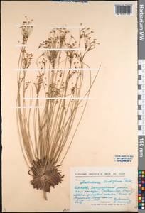 Androsace lactiflora Fisch. ex Willd., Siberia, Baikal & Transbaikal region (S4) (Russia)
