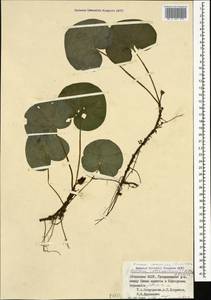 Asarum europaeum subsp. caucasicum (Duchartre) Soó, Caucasus, Abkhazia (K4a) (Abkhazia)