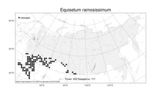 Equisetum ramosissimum Desf., Atlas of the Russian Flora (FLORUS) (Russia)