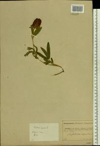 Trifolium alpestre L., Eastern Europe, Central forest-and-steppe region (E6) (Russia)