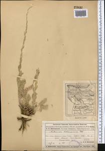 Artemisia schrenkiana Ledeb., Middle Asia, Muyunkumy, Balkhash & Betpak-Dala (M9) (Kazakhstan)