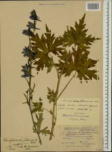 Delphinium flexuosum M. Bieb., Caucasus, North Ossetia, Ingushetia & Chechnya (K1c) (Russia)