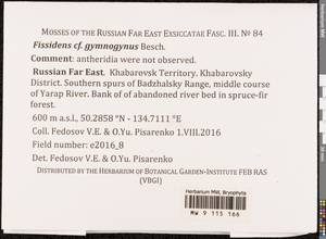 Fissidens gymnogynus Besch., Bryophytes, Bryophytes - Russian Far East (excl. Chukotka & Kamchatka) (B20) (Russia)