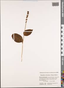 Platanthera chorisiana (Cham.) Rchb.f., Siberia, Chukotka & Kamchatka (S7) (Russia)