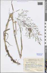 Agrostis stolonifera L., South Asia, South Asia (Asia outside ex-Soviet states and Mongolia) (ASIA) (China)